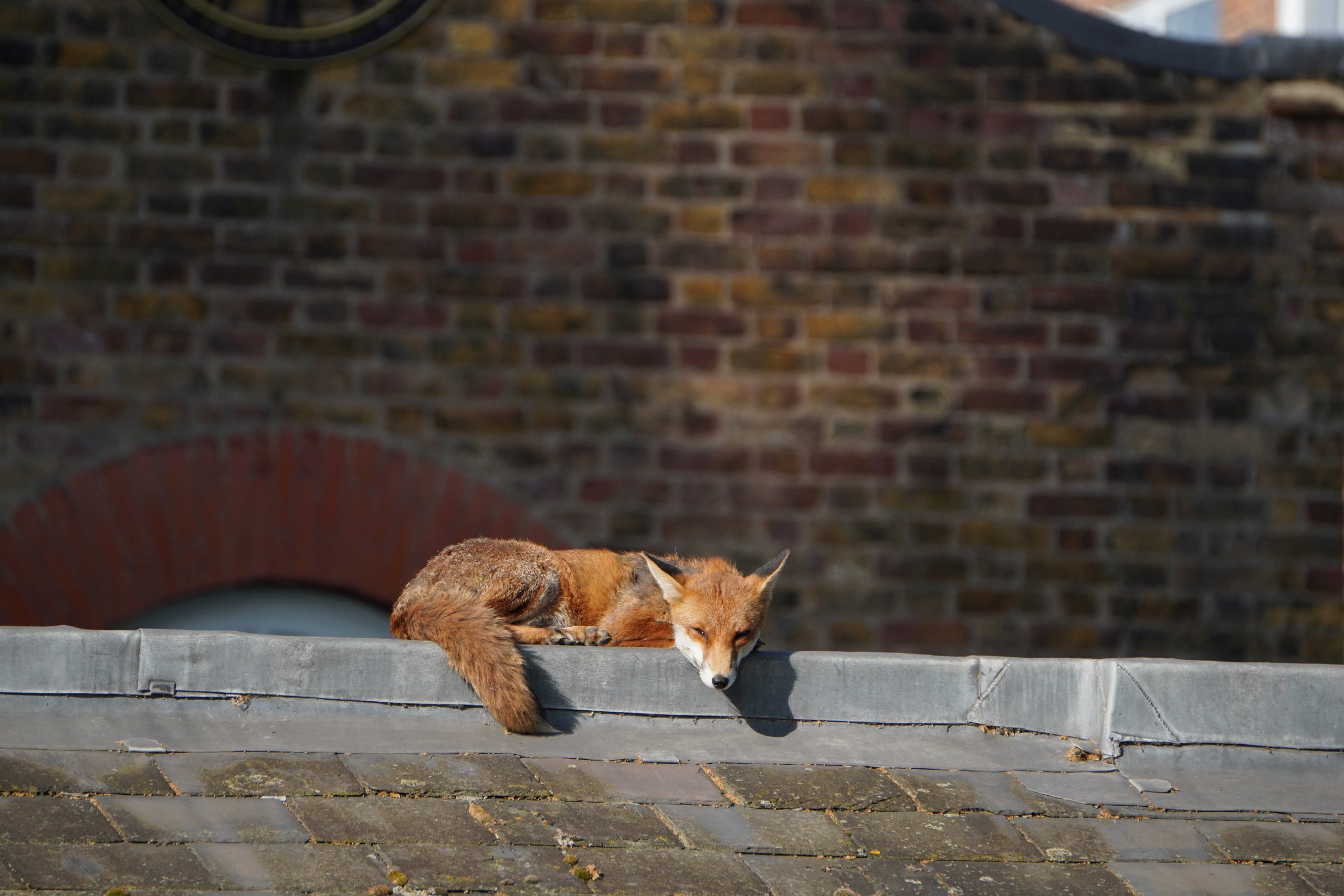 A fox lying across the top of a slate roof with a big brick wall in the distance behind him
